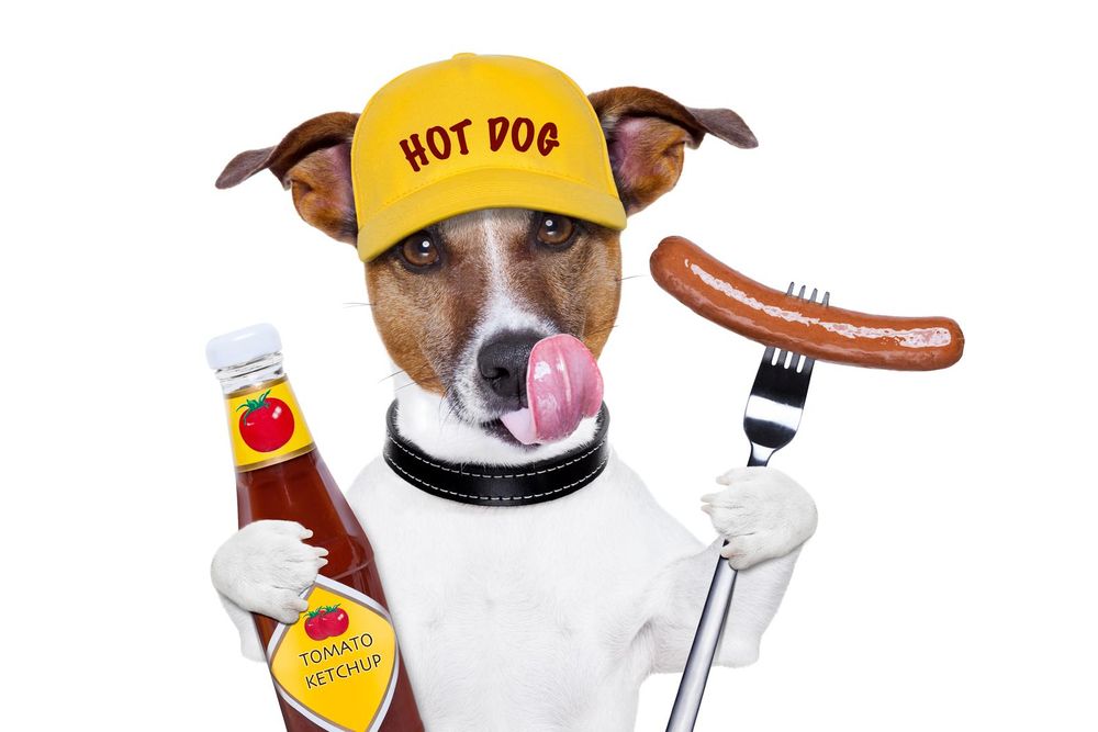 I cani possono mangiare gli hot dog