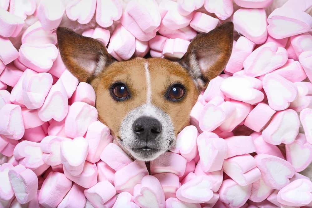 I cani possono mangiare i marshmallow I marshmallow fanno male ai cani