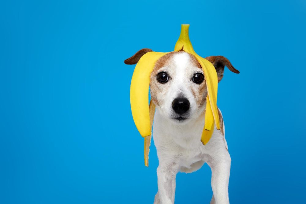 I cani possono mangiare le banane