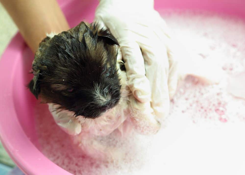 Posso lavare il mio cane con il sapone per persone