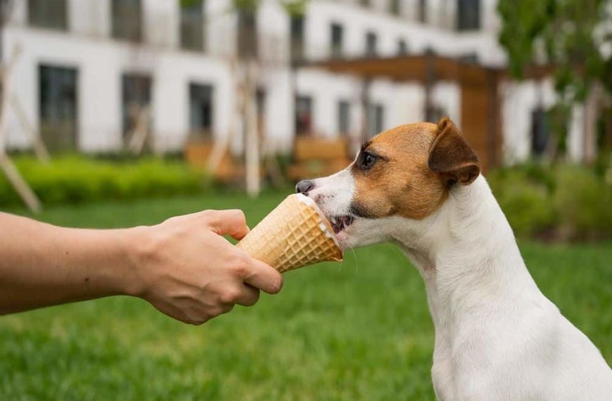 I cani possono mangiare il gelato