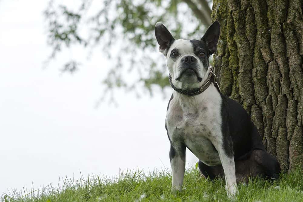 Come togliere la linfa dal pelo del cane