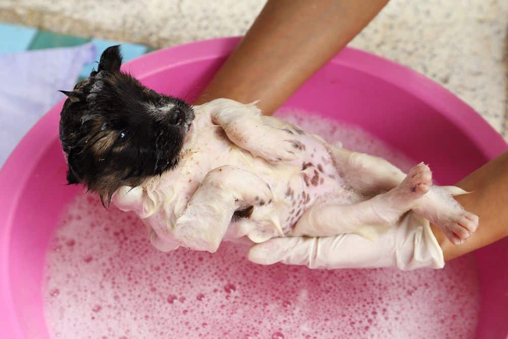 Fare il bagno al tuo cucciolo