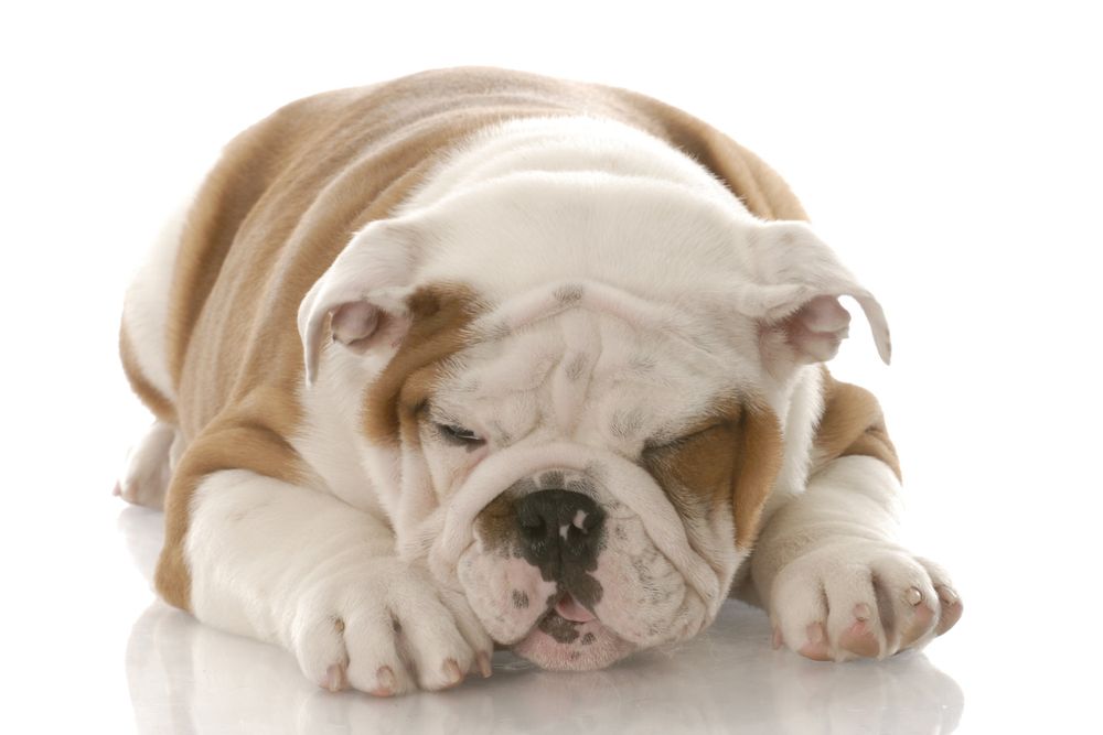 Vomito del cane
